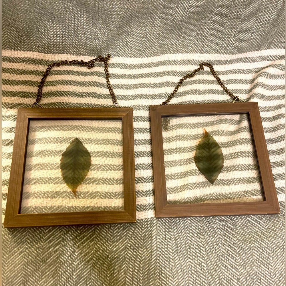 2‎ Leaf Pressings in Glass with Wooden Frames